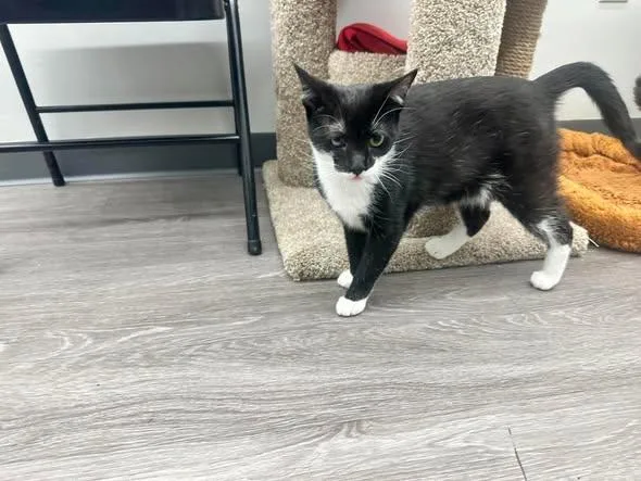 A young medium-sized male Domestic Short Hair cat named Isaac for adoption in Reading, PA