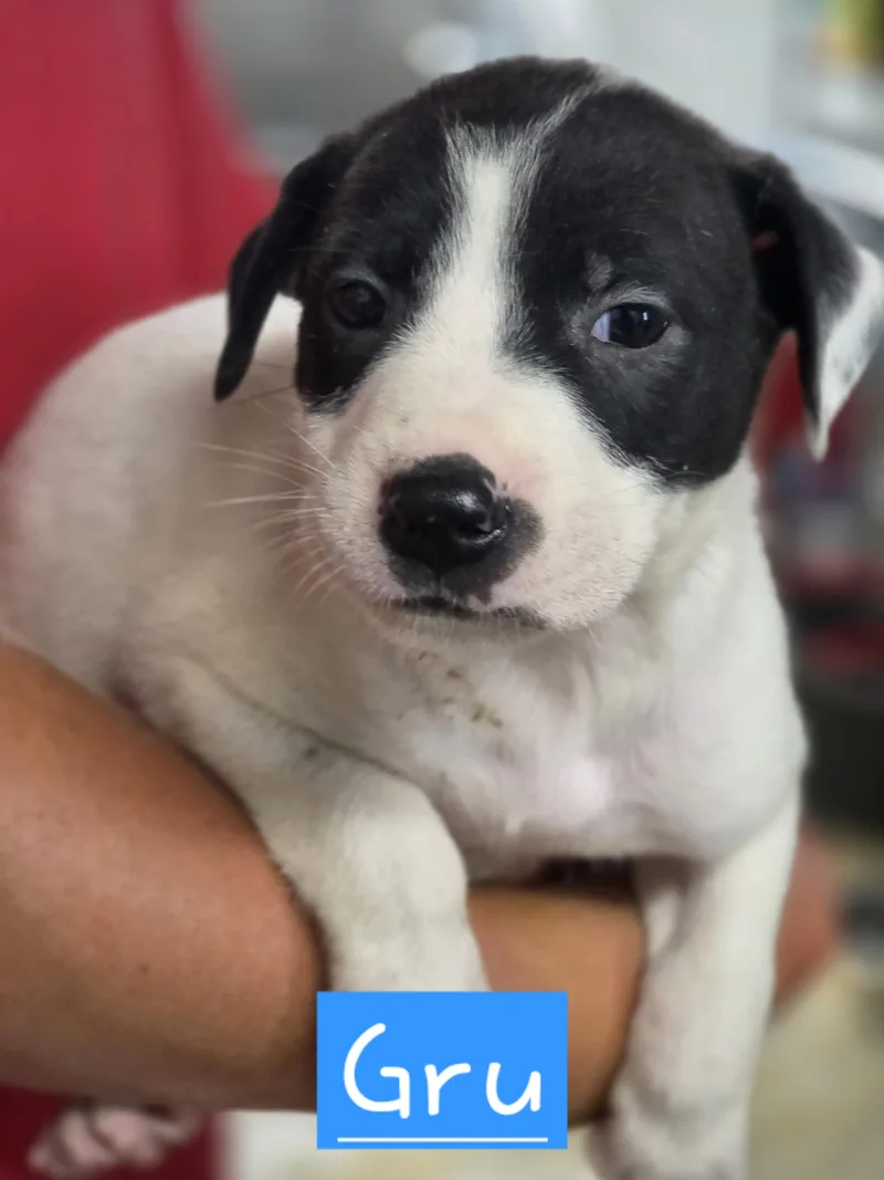 A baby medium-sized male Mixed Breed dog named Gru for adoption in Walthill, NE