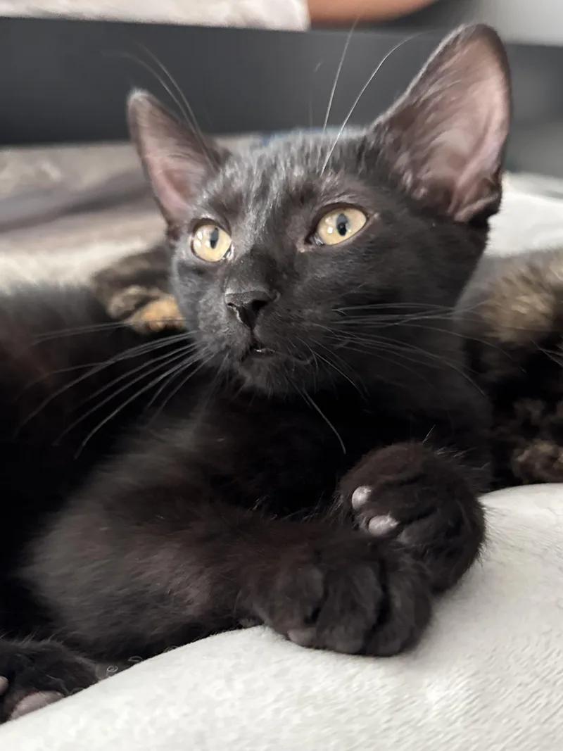 A young medium-sized female Domestic Short Hair cat named Chicken Scratch for adoption in Guthrie, OK