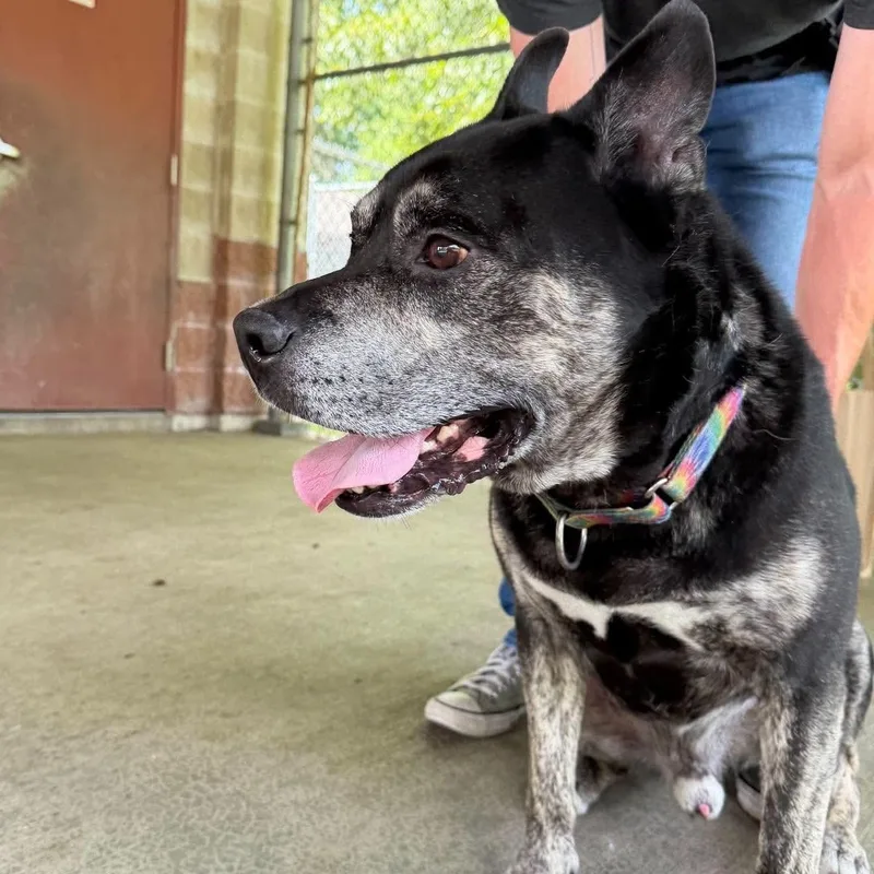 A senior large-sized male Australian Cattle Dog / Blue Heeler dog named Smokey for adoption in Cranston, RI