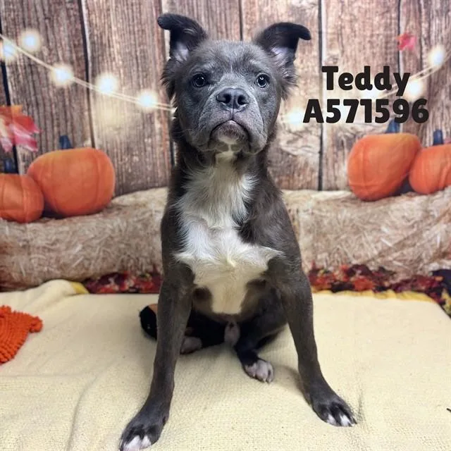 A young large-sized male Pit Bull Terrier dog named Teddy for adoption in Huntsville, AL