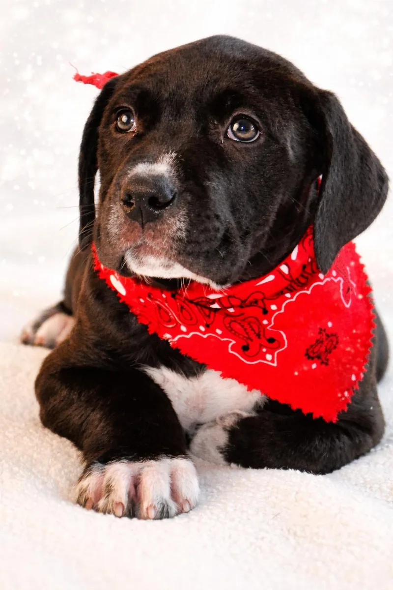 Iver The Great thumbnail 2