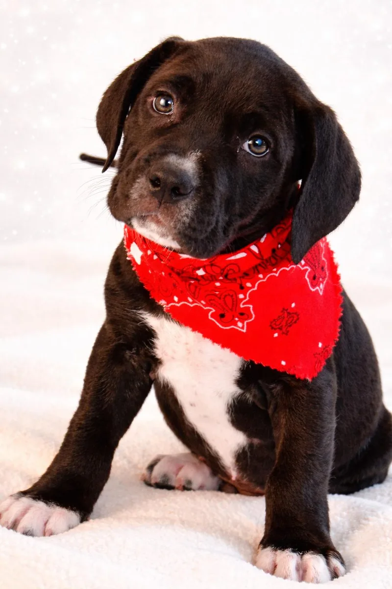 Iver The Great thumbnail 3