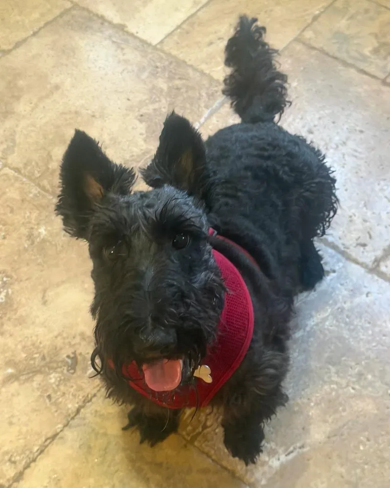 A young medium-sized male Black Scottish Terrier dog named Luke for adoption in Spring, TX