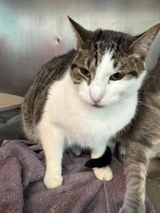 Root Bear Float thumbnail 2