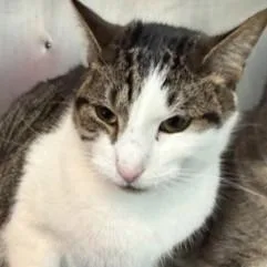 A young large-sized male White Domestic Short Hair cat named Root Bear Float for adoption in Rapid City, SD