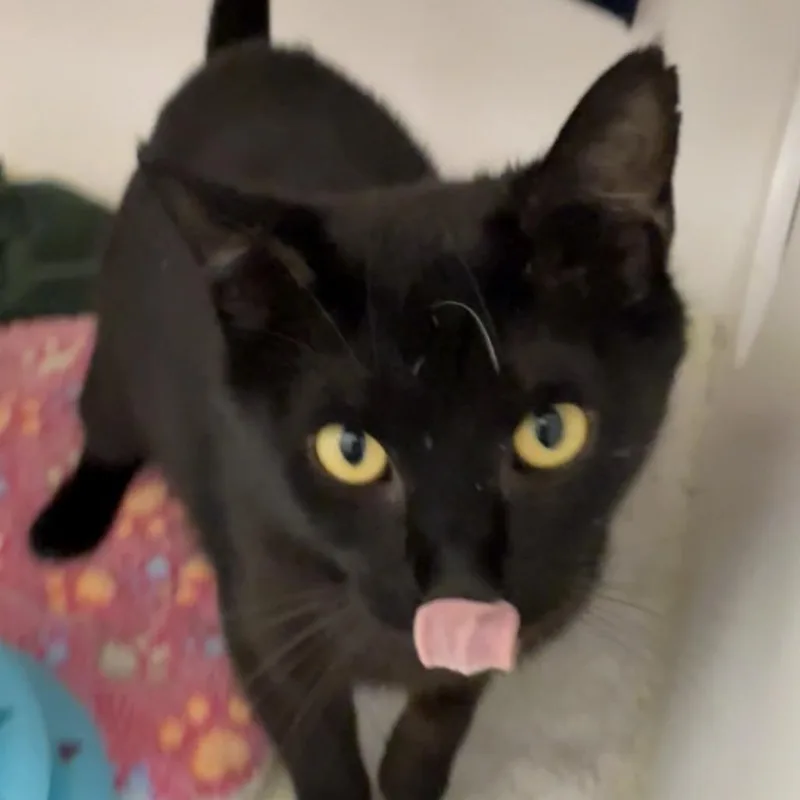 An adult large-sized female Domestic Short Hair cat named Bunny Girl for adoption in Cumming, GA