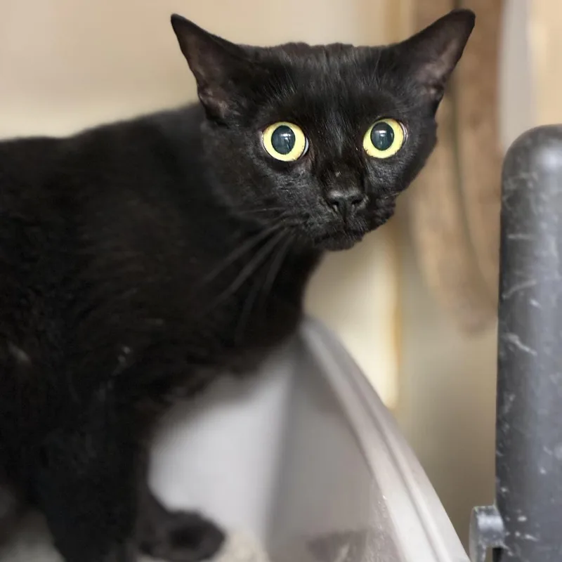 An adult medium-sized female Black Domestic Short Hair cat named Aurora for adoption in South Elgin, IL