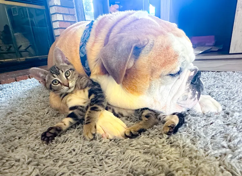 A baby medium-sized male Tabby (Buff / Tan / Fawn) Tabby cat named Racer for adoption in Oakley, CA