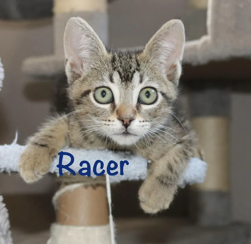 Racer thumbnail 3