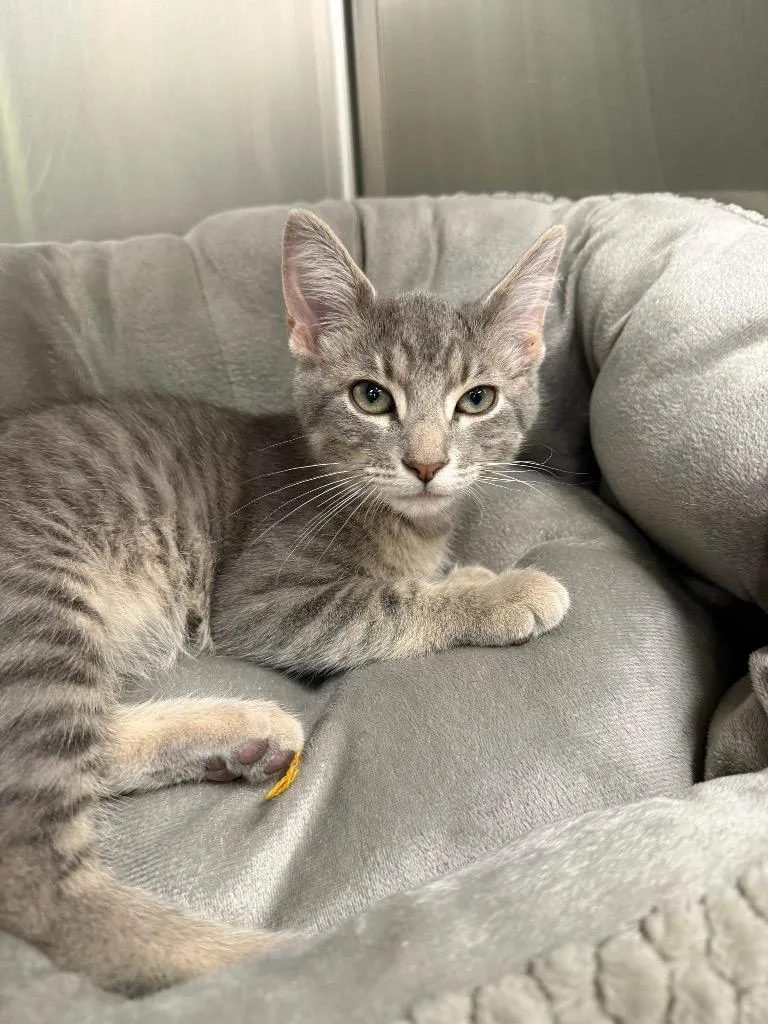 A baby medium-sized male Domestic Short Hair cat named Sterling for adoption in La Porte, IN