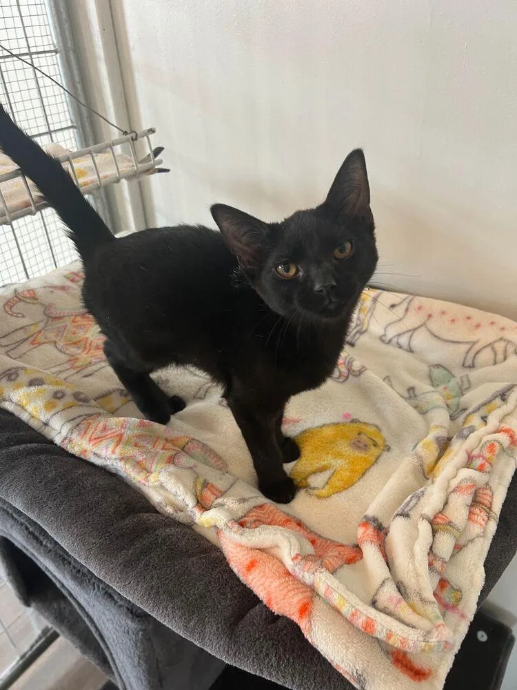 Blackberry thumbnail 2