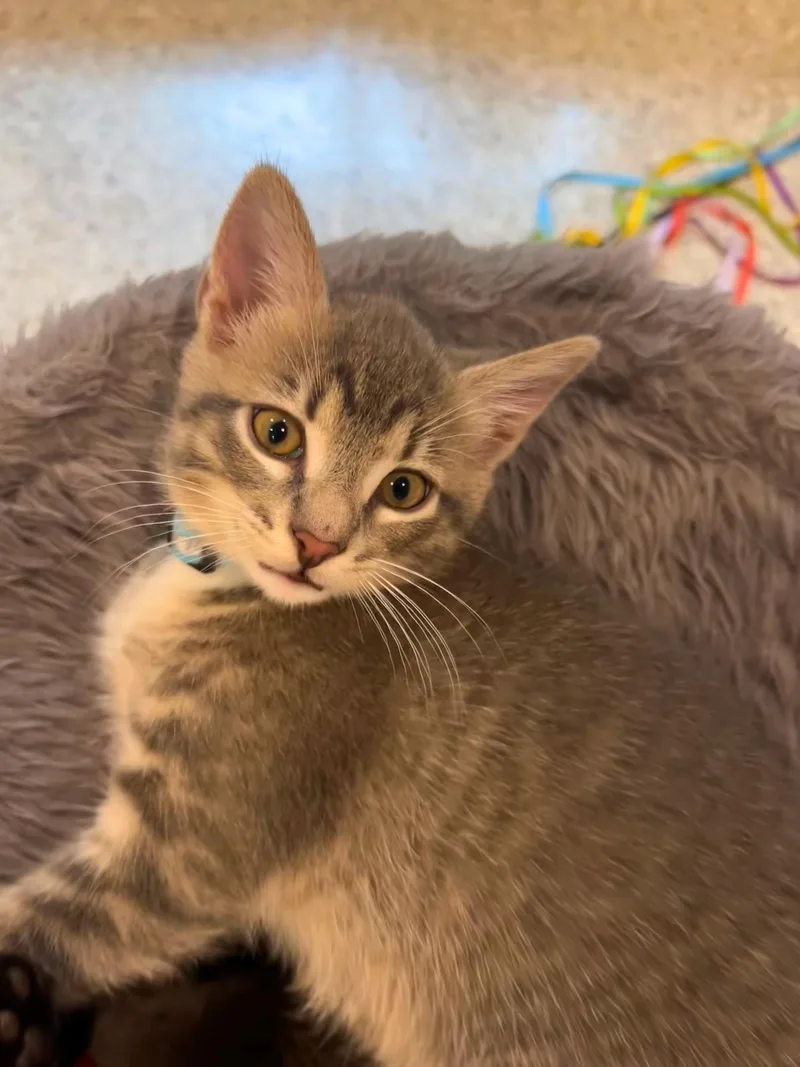 A baby small-sized male Tabby cat named Michael for adoption in Wheaton, IL