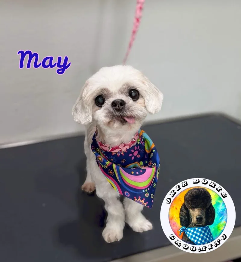 A senior small-sized female Shih Tzu dog named May for adoption in Indianapolis, IN