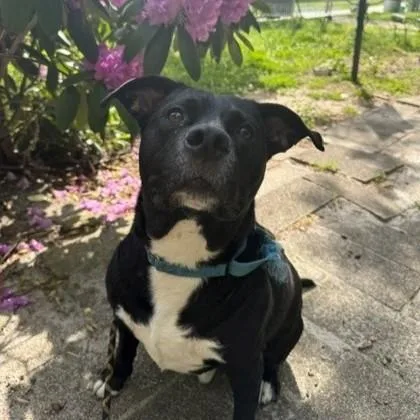 An adult medium-sized male Labrador Retriever dog named Scott Pilgram for adoption in Voorhees, NJ