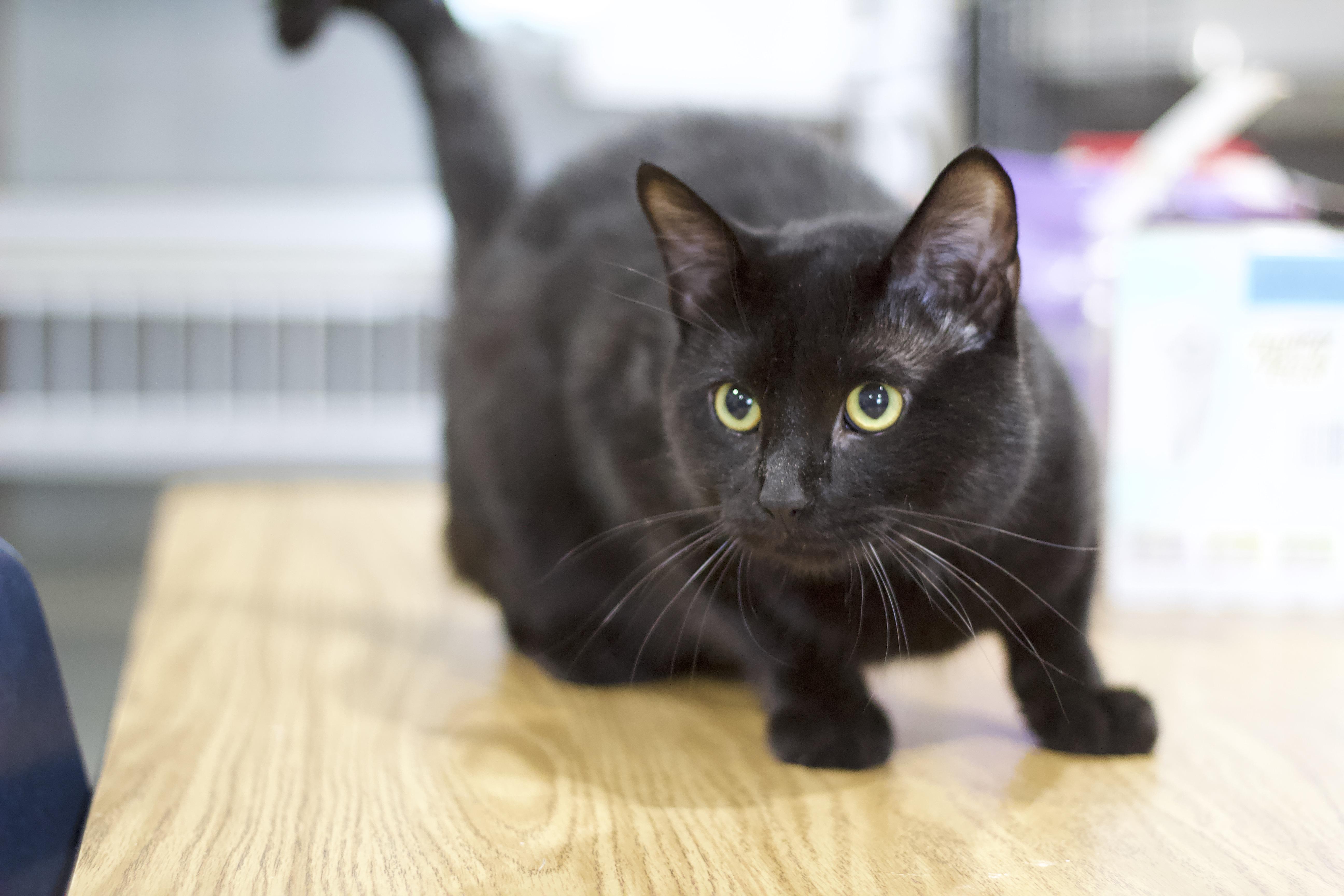 An adult medium-sized male Black Domestic Short Hair cat named Clint for adoption in Ottumwa, IA