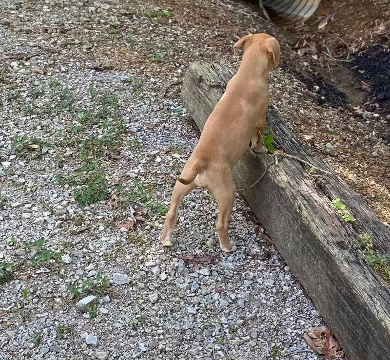 A baby large-sized female Mixed Breed dog named Fizz for adoption in Fond Du Lac, WI