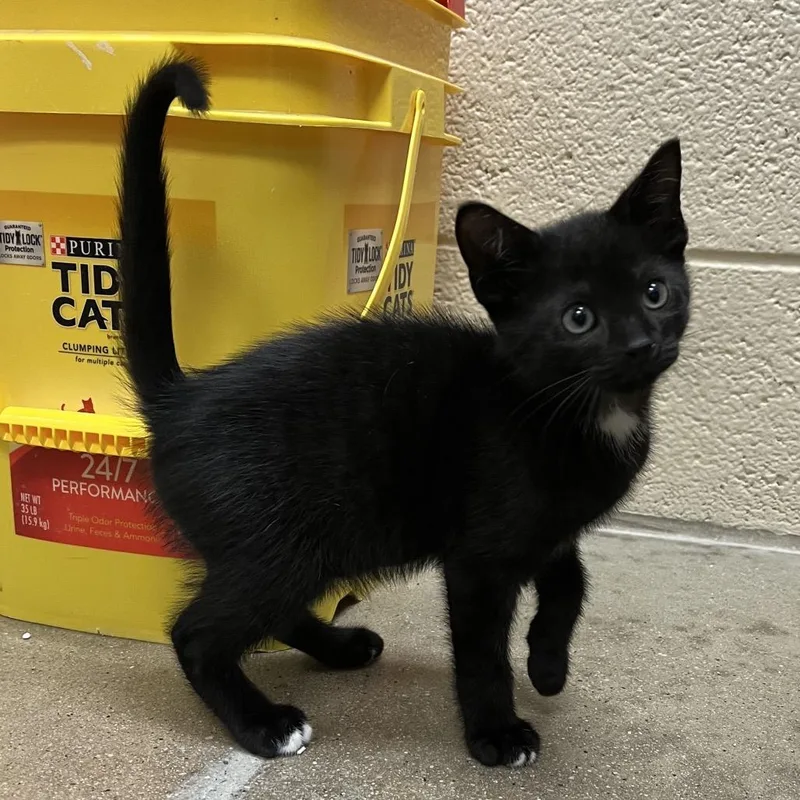 A baby small-sized male Black Domestic Short Hair cat named Wetsuit Willy for adoption in York, PA