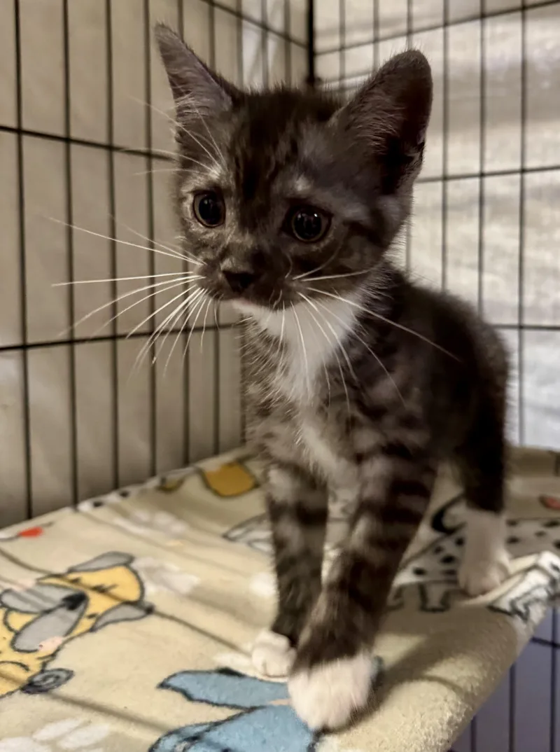 A baby medium-sized male Domestic Short Hair cat named Masu for adoption in Centerville, GA