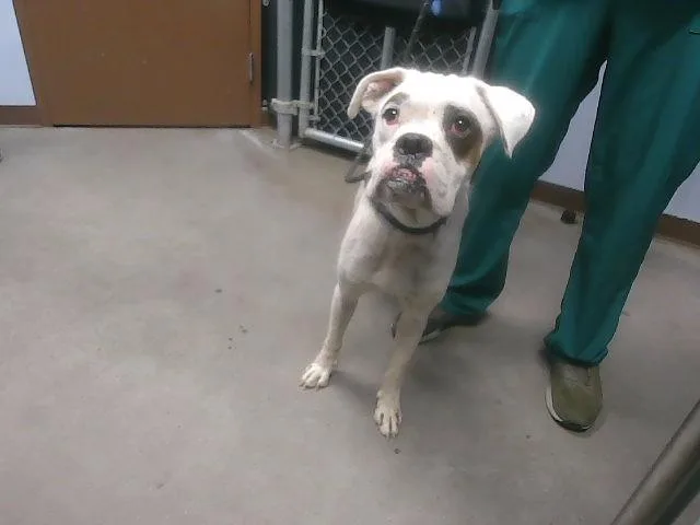 A young large-sized male Boxer dog named Puddy for adoption in Phoenix, AZ