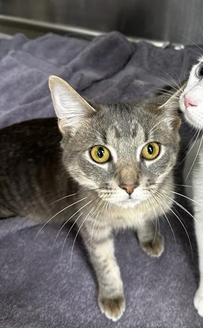 A baby medium-sized female Domestic Long Hair cat named Nerds for adoption in Westland, MI