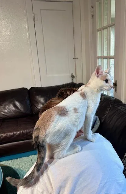 Coffee Bean thumbnail 2