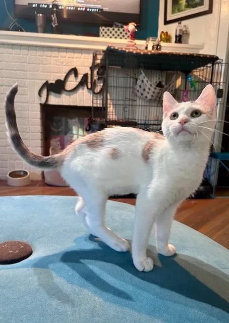 Coffee Bean thumbnail 3