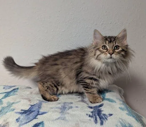 A baby medium-sized female Tabby (Brown / Chocolate) Domestic Long Hair cat named Sofia for adoption in Little Falls, MN