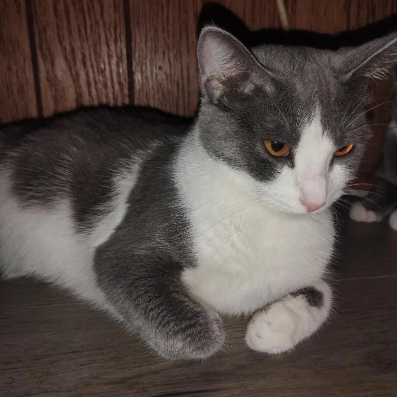 A young medium-sized female Gray / Blue / Silver Domestic Short Hair cat named Jenny for adoption in Charlottesville, VA