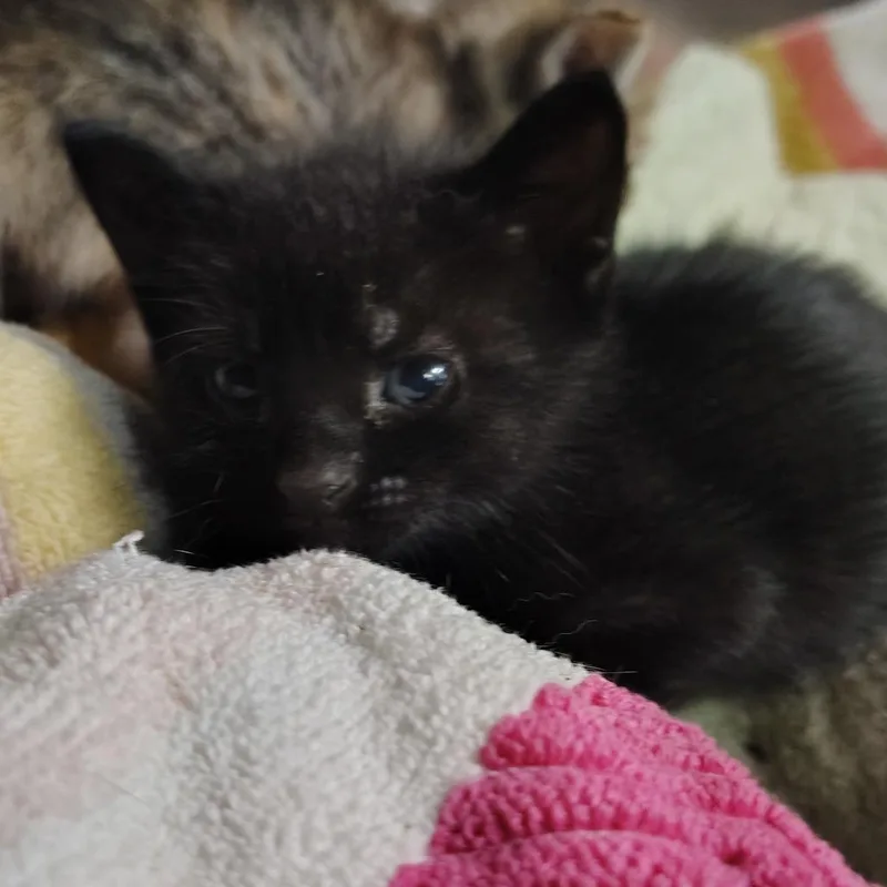 A baby small-sized male Black Domestic Short Hair cat named Milton for adoption in Vieques, PR