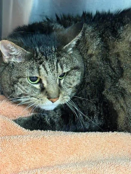 An adult large-sized female Tabby (Gray / Blue / Silver) Domestic Short Hair cat named Nyx for adoption in Annapolis, MD