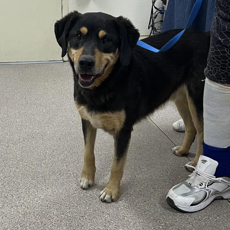 An adult medium-sized male Black Australian Shepherd dog named Cooper for adoption in Reno, NV
