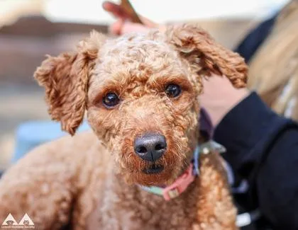 An adult small-sized female Poodle dog named Chloe for adoption in Lowell, MA