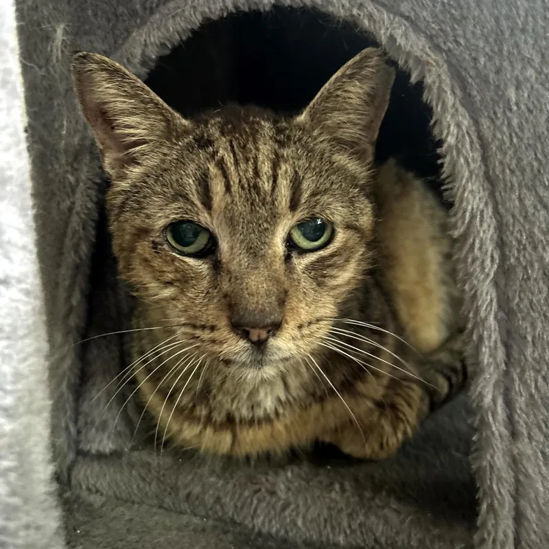 A senior medium-sized male Brown / Chocolate Domestic Short Hair cat named Patriot for adoption in Juno Beach, FL