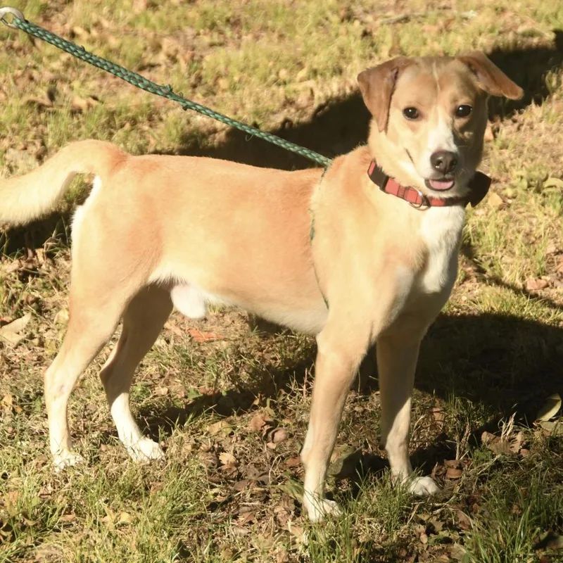 An adult medium-sized male Yellow / Tan / Blond / Fawn Feist dog named Leo for adoption in Natchez, MS