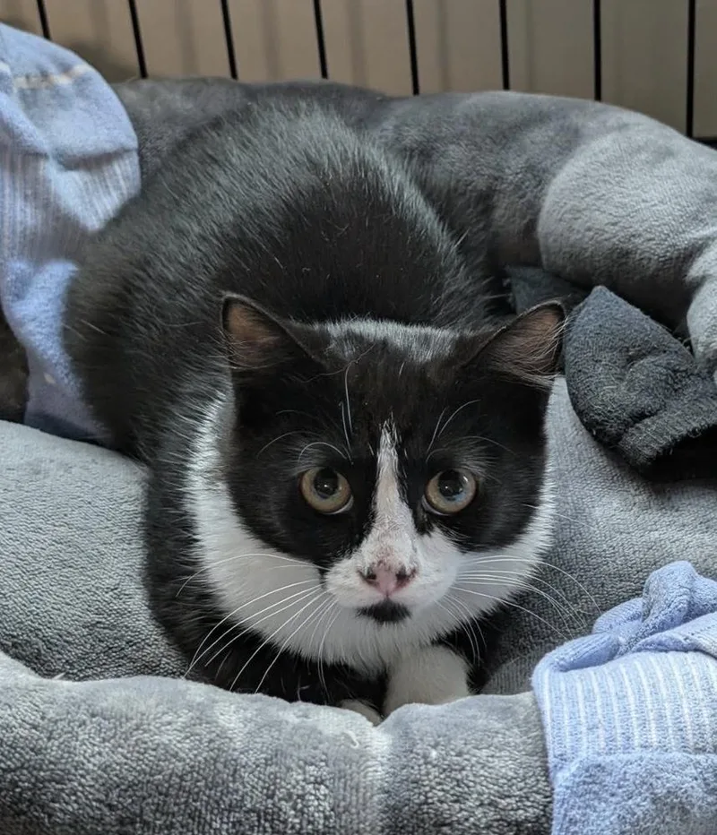 A baby small-sized male Black & White / Tuxedo Domestic Medium Hair cat named Domino Grifols for adoption in Poplar Grove, IL