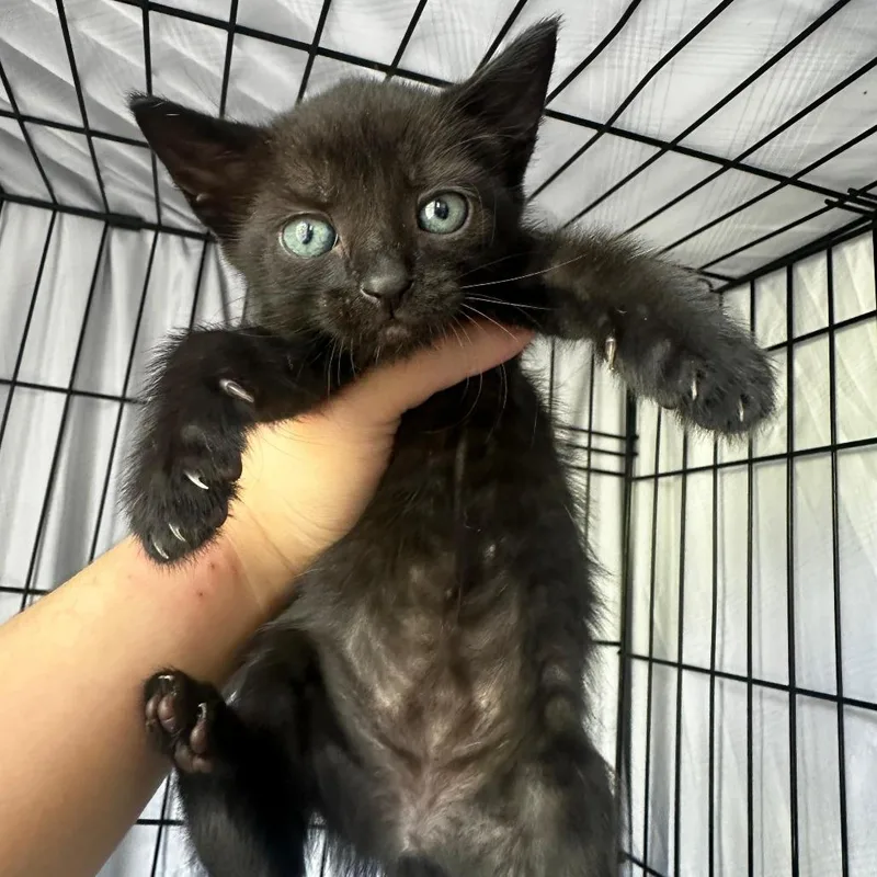 A young medium-sized male Black Domestic Short Hair cat named Elote for adoption in miami, FL