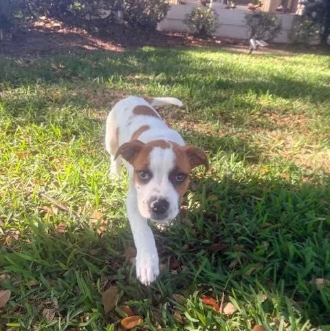 A baby medium-sized male Red / Chestnut / Orange American Staffordshire Terrier dog named Evian for adoption in Palm Harbor, FL