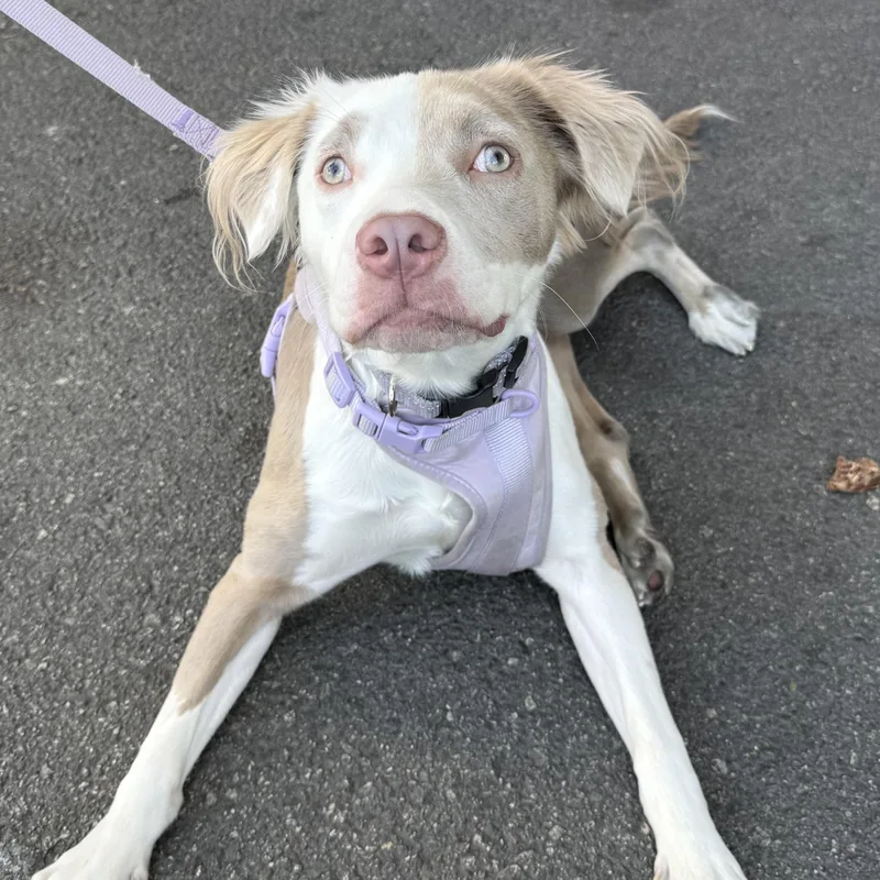 A baby medium-sized female White / Cream Labrador Retriever dog named Bambi for adoption in Los Angeles, CA