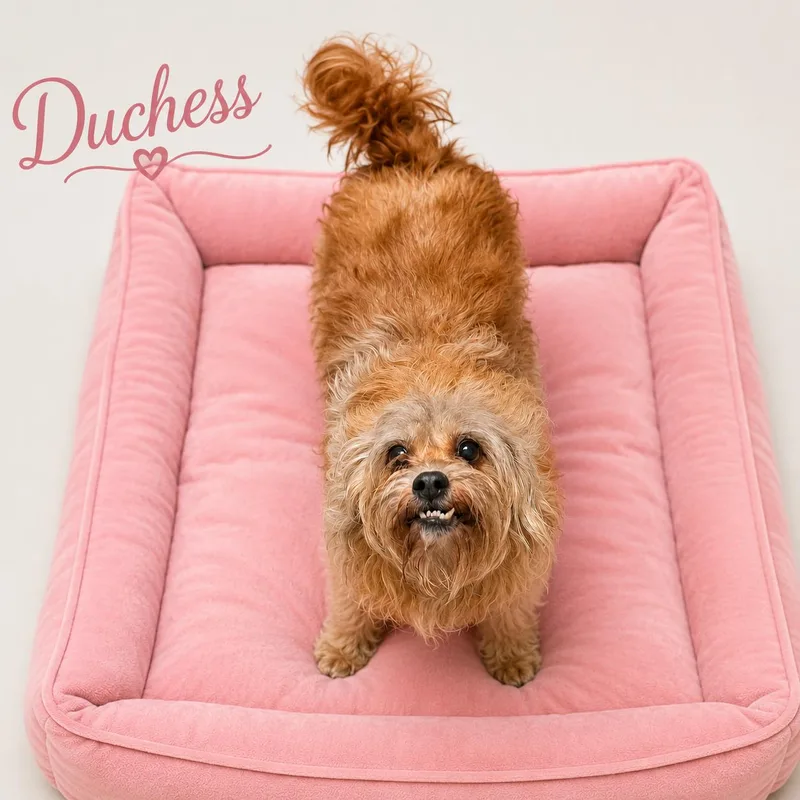 A senior small-sized female Red / Chestnut / Orange Shih Tzu dog named Dutchess for adoption in Momence, IL