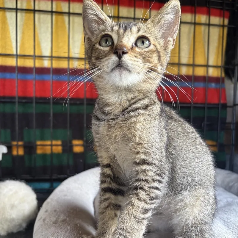 A baby small-sized male Cream / Ivory Domestic Short Hair cat named Newbie Z for adoption in Pahoa, HI
