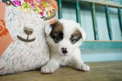 A baby small-sized male Fox Terrier dog named Flip Flops for adoption in San Antonio, TX