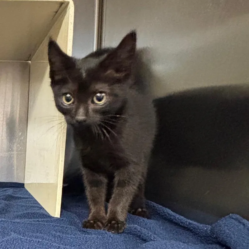 A baby small-sized female Black Domestic Short Hair cat named Girl for adoption in Newark, NJ