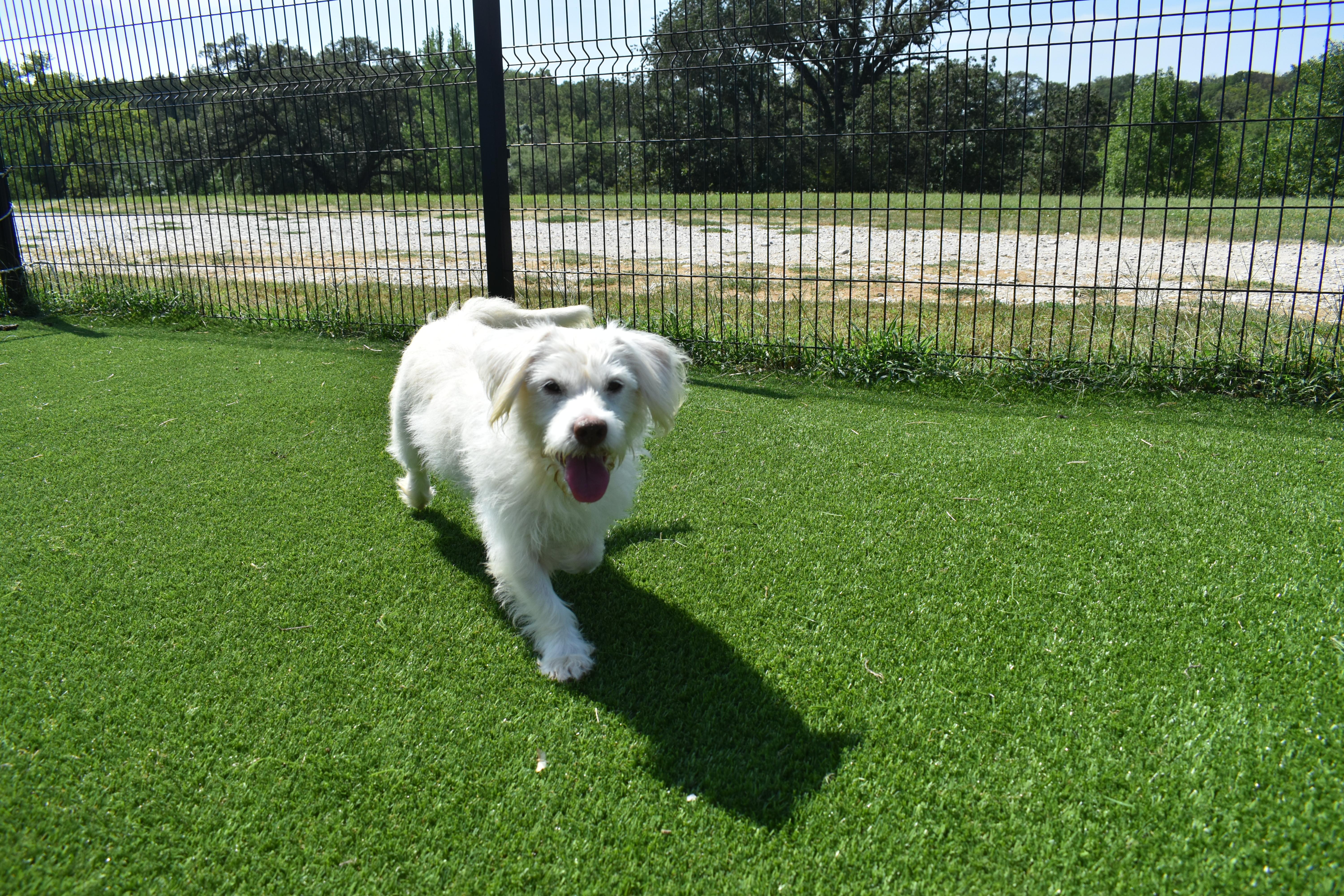 An adult medium-sized female Terrier dog named Maddie for adoption in Auburn, NE