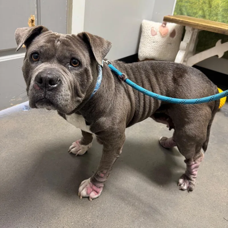 An adult medium-sized female Gray / Blue / Silver American Bulldog dog named Monie for adoption in Normal, IL