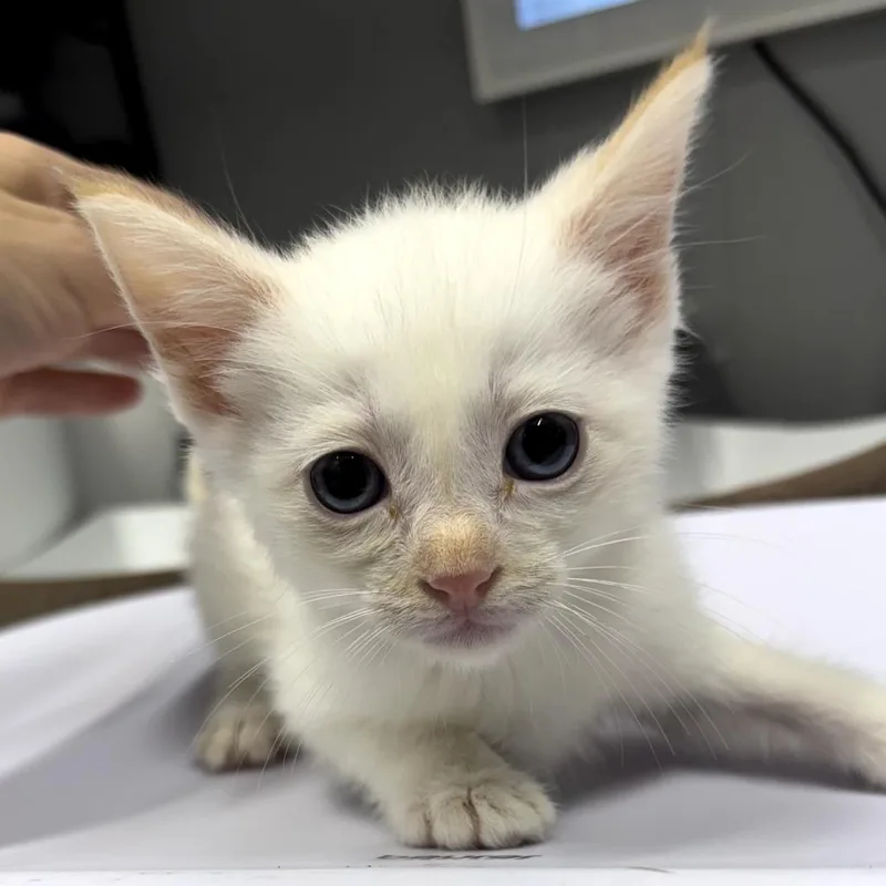A baby small-sized male White Domestic Short Hair cat named Myrtle for adoption in Springtown, TX