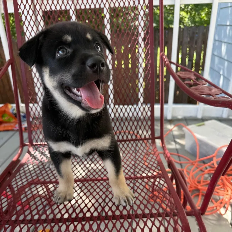 A baby small-sized male Black German Shepherd Dog dog named Russett for adoption in Austin, TX