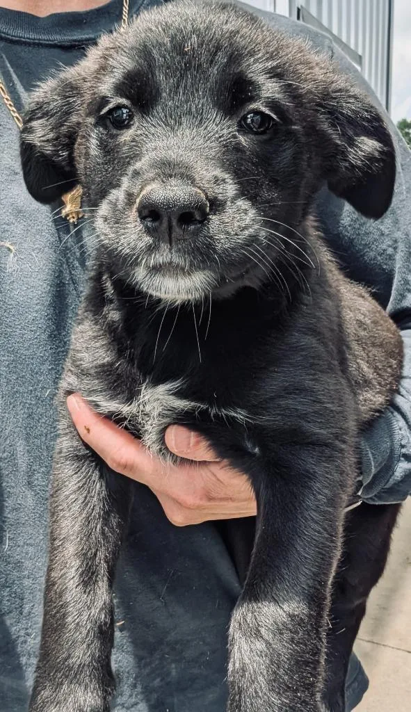 A baby medium-sized male Golden Retriever dog named Summit for adoption in Lima, OH