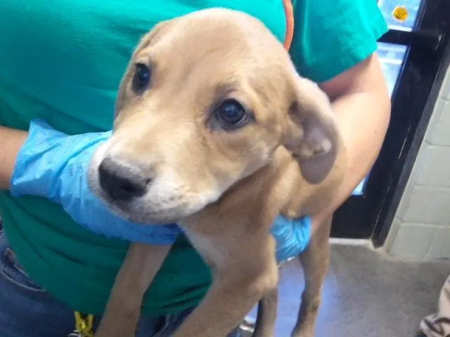 A baby small-sized female Labrador Retriever dog named Fye for adoption in Tulsa, OK
