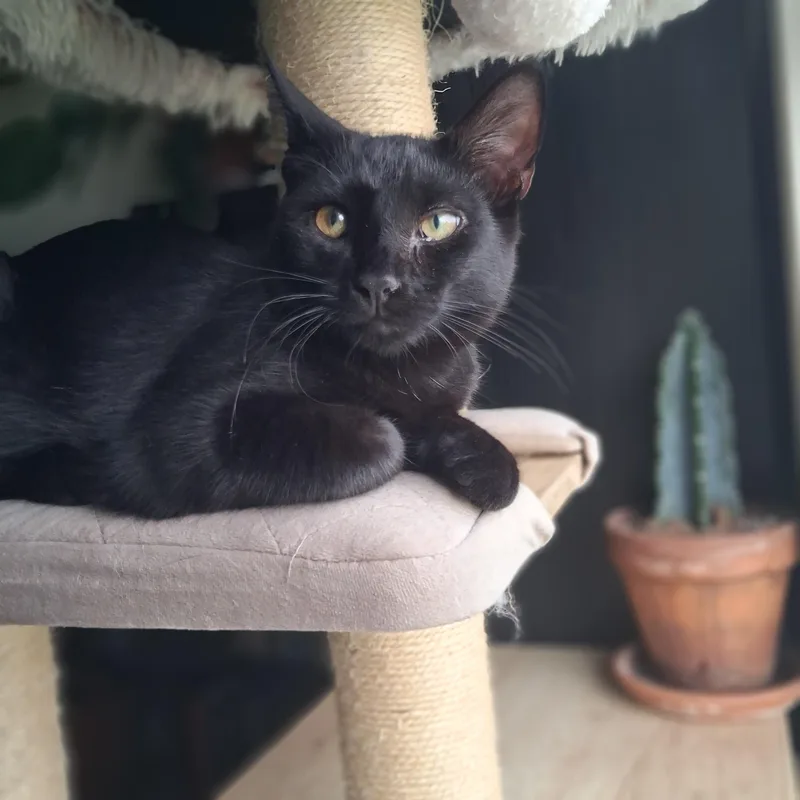 A young medium-sized female Black Domestic Short Hair cat named Paris for adoption in Pittsburgh, PA